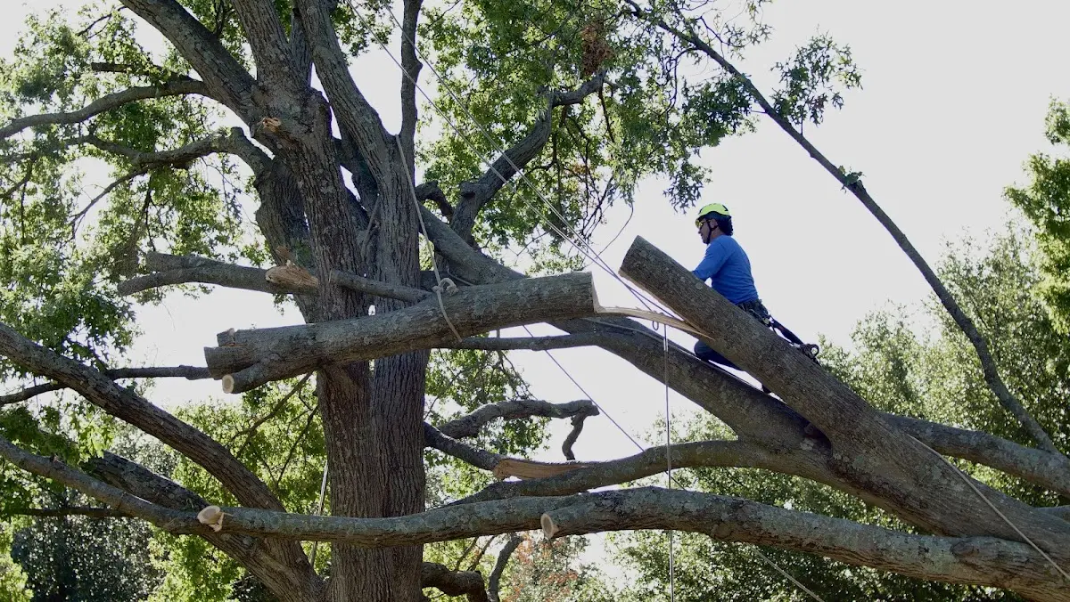 Professional Hazardous Tree Removal performed by certified arborists in Abbeville